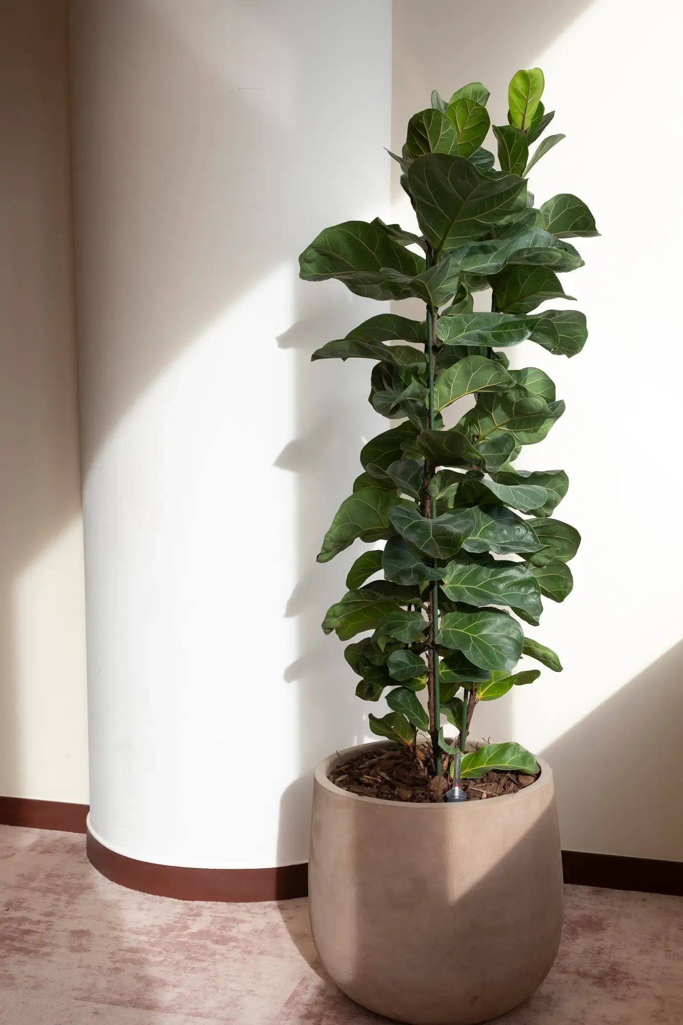 Grote groene kamerplant in pot met zonlicht in vergaderruimte, natuurlijke en sfeervolle kantoorinrichting.