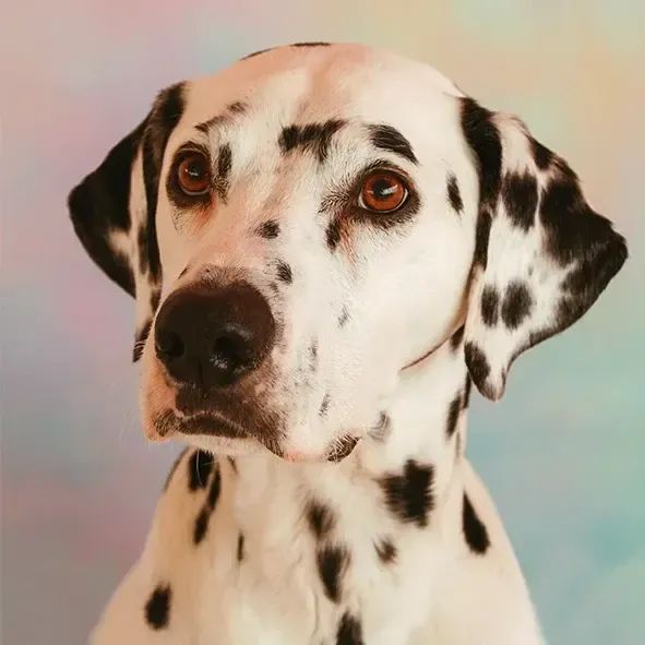 Close-up van het hoofd van een prachtige Dalmatiër.